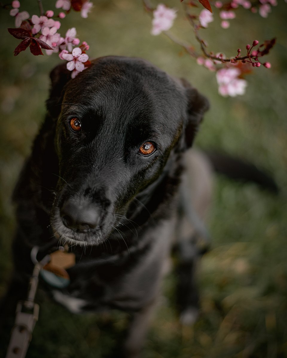 spring vibes #twitterdogcommunity #twitterdogs.  .