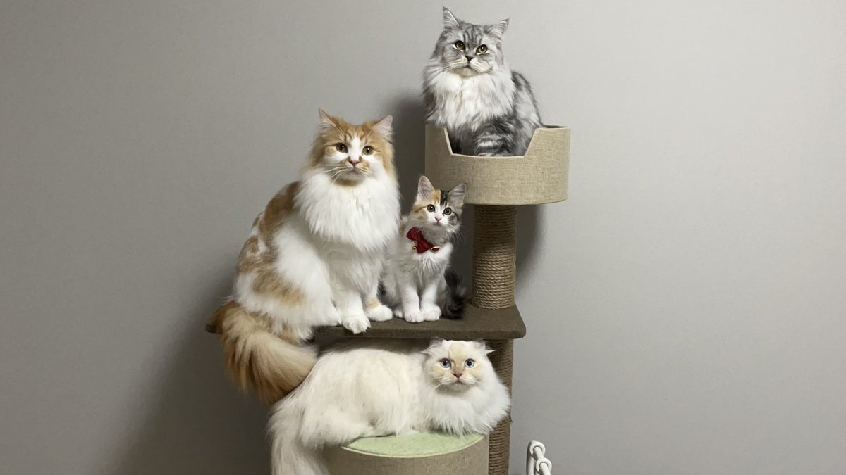 写真館で撮る家族写真みたいなの撮れた

#猫 https://t.co/cDx3BNZ5bF