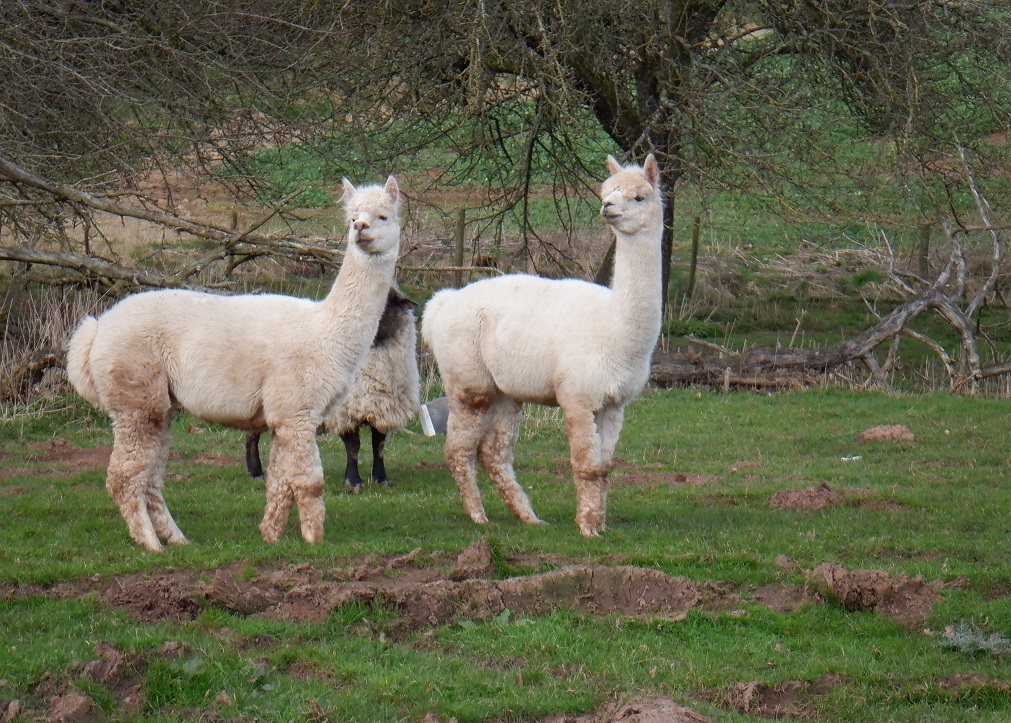 Duncan_Smart1's tweet photo. Thurs 10th March 8 mile circuit with @lrcwalks from Bromyard Downs into @NT_Brockhampton past Warren Farm to Lawn Pool, across to Bringsty Common, Foxhalls, past the "Live &amp; Let Live", Nuttage Farm, Clater Park and back along Bromyard Downs YTD 235.9 miles of #walk1000miles https://t.co/2Z22Tn2XOz