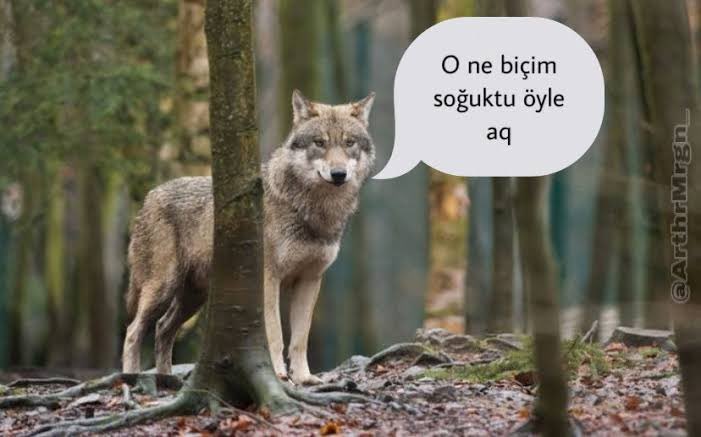 Kurt kışı geçirirmiş fakat yediği ayazı unutmazmış.