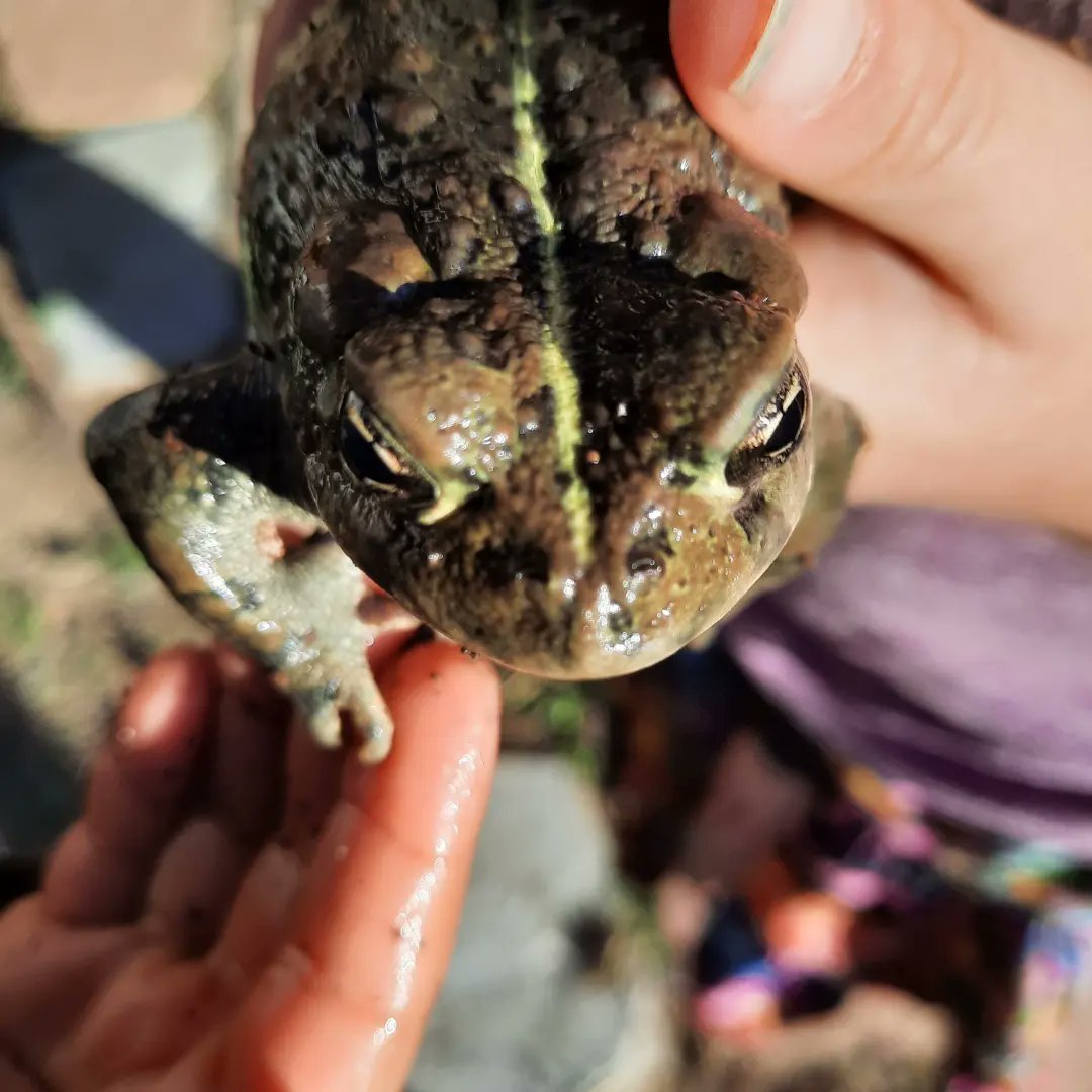 ABirdingNat's tweet photo. Check out this cute #WesternToad that my daughter found and caught! https://t.co/QfOTXDwQ9w