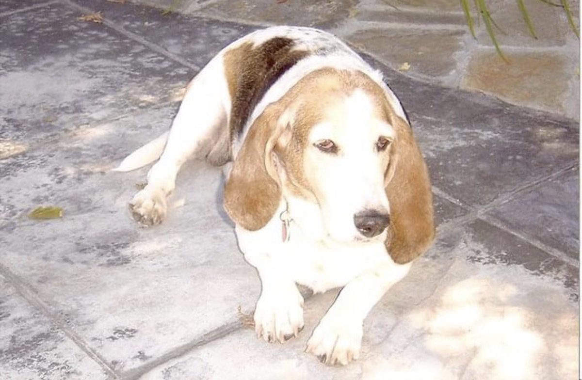 Chloe Belle ~ The Athletic Basset tweet media