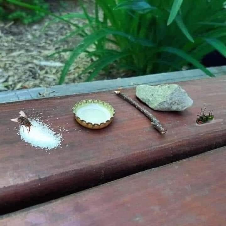 Les dejo la trampa para acabar con las moscas. La mosca aterriza en la sal pensando que es azúcar. Al comer de la sal le da sed; busca agua, pero la tapa contiene tequila blanco, se emborracha, se tropieza con el palito, al caer se golpea la cabeza contra la piedra y muere.