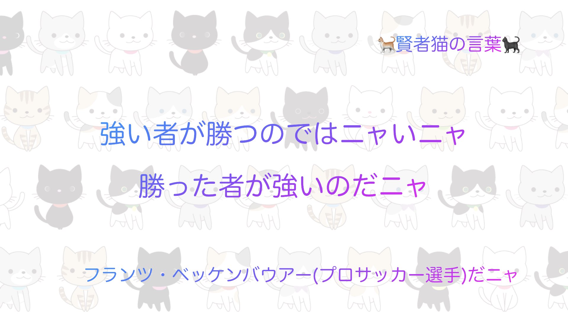 猫 賢者猫の言葉 名言 Philosophers Ca Twitter