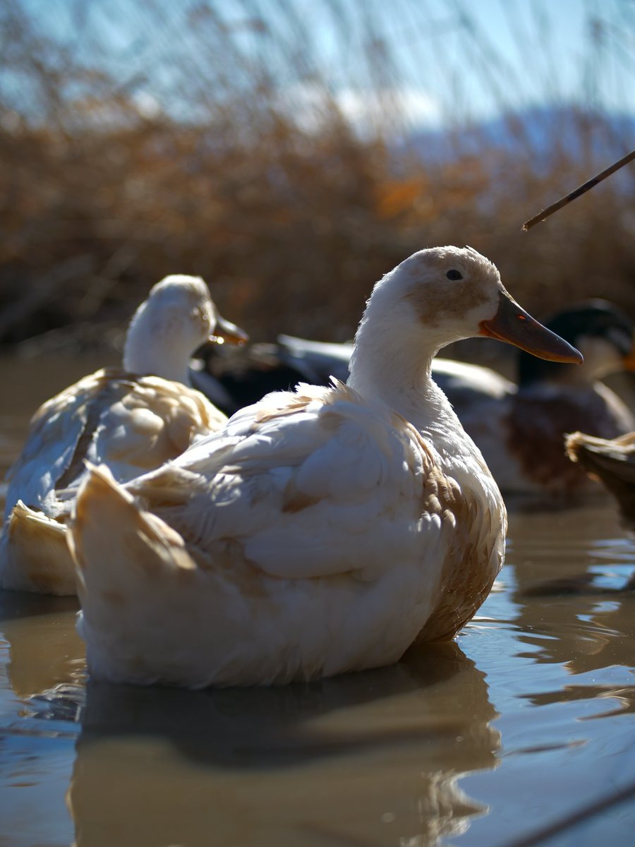 DuckFoodBot's tweet photo. feed the ducks! when you retweet my photos I send a snack to the ducks... watch it delivered to the livestream https://t.co/pTJuXhq0o4 https://t.co/RIZXqukBwP