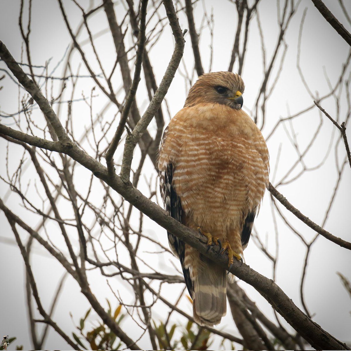 A red-shouldered hawk perched on a tree...

#Hawks #birds #redshoulderedhawk #nature #wildlife #birdsofprey #bird #photography #birding #California