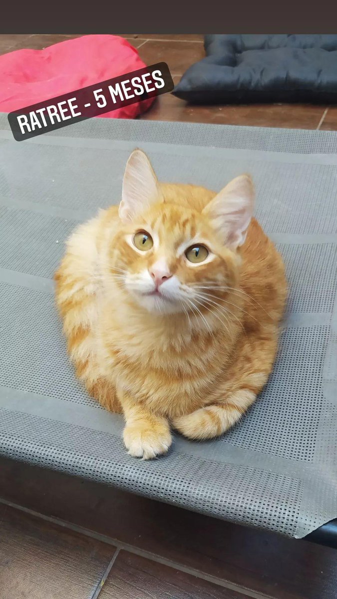 Si no te diste cuenta: soy un bombon re dulce y mimoso
Ideal para ser segundo gatito, ya que soy simpático con todxs
Amo posar mientras duermo,jugar y dormir junto a Karen 
Si crees que SOS especial, como para que viva con vos 🤭 adoptame 🐱
Soy RATREE y tengo casi 5 meses🐾⭐