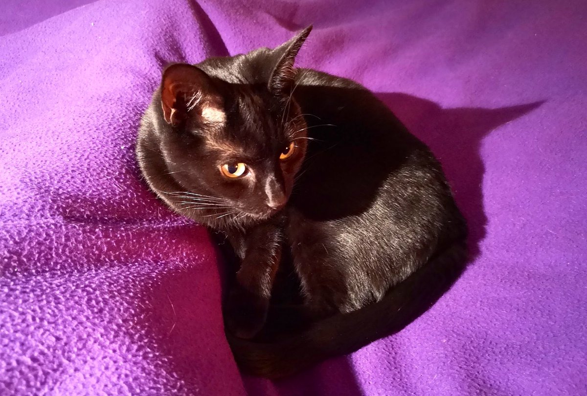 acraftycow's tweet photo. I’ve always suffered from hot feet at night
Who knew they would come in handy to provide warms for a smallish black cat called Banksy #HotHooves #CatsofTwittter https://t.co/d8RqI8RbRd