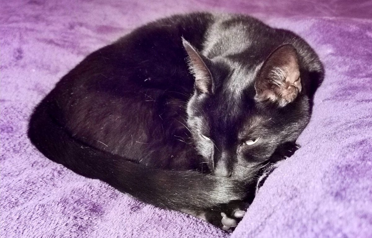 acraftycow's tweet photo. I’ve always suffered from hot feet at night
Who knew they would come in handy to provide warms for a smallish black cat called Banksy #HotHooves #CatsofTwittter https://t.co/d8RqI8RbRd