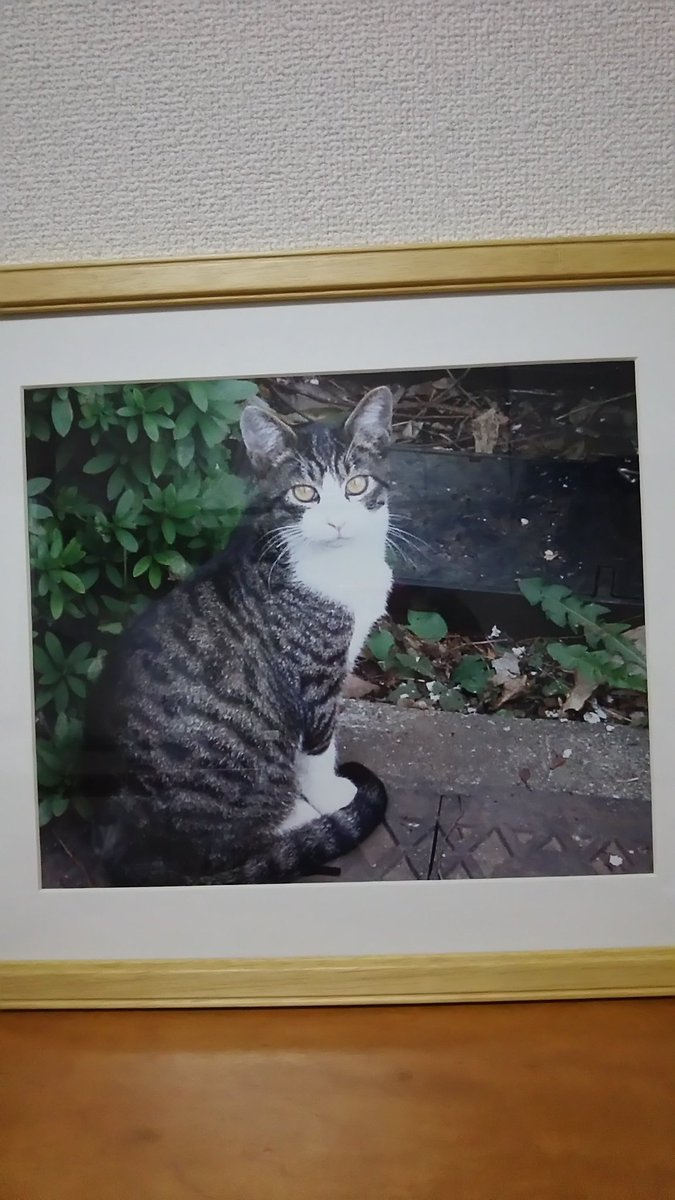 1960Cat's tweet photo. 2022年3月5日
チーズ君は春風に乗って神様のもとに還りました
チーズ君は私のために
私はチーズ君のために
楽しくて優しくて幸せな
15年11か月でした
これからもずっと一緒です
最期の時までその命に寄り添い守り抜けた事を誇りに思います
この世界のすべてに
ありがとう https://t.co/txKsW5i4XZ