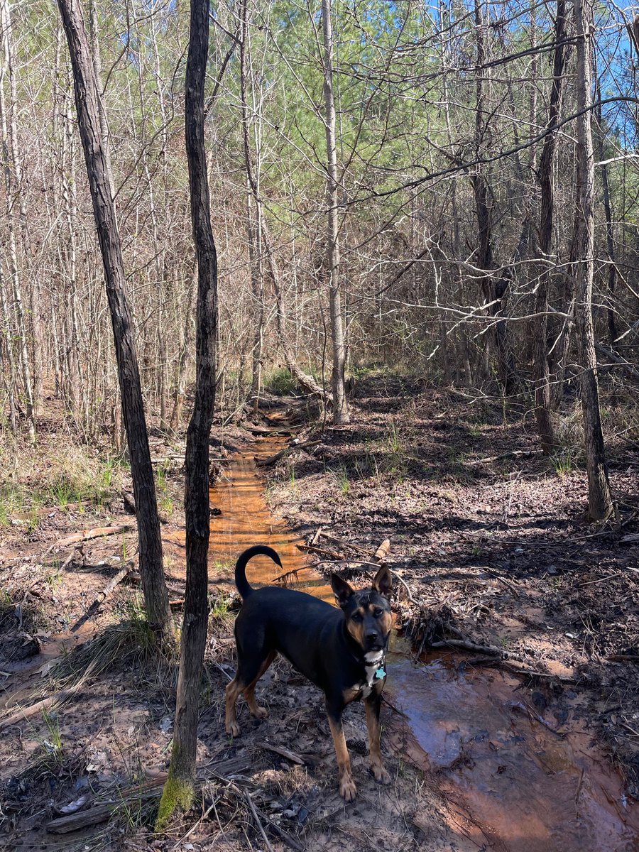 CarlaLAtkinson's tweet photo. Sipsey was such a great helper today placing cotton strips at our long term monitoring locations in Greene County for seasonal synoptic preparations for #AIMS! #dogs #fielddogs https://t.co/Rh6R4MvPYl