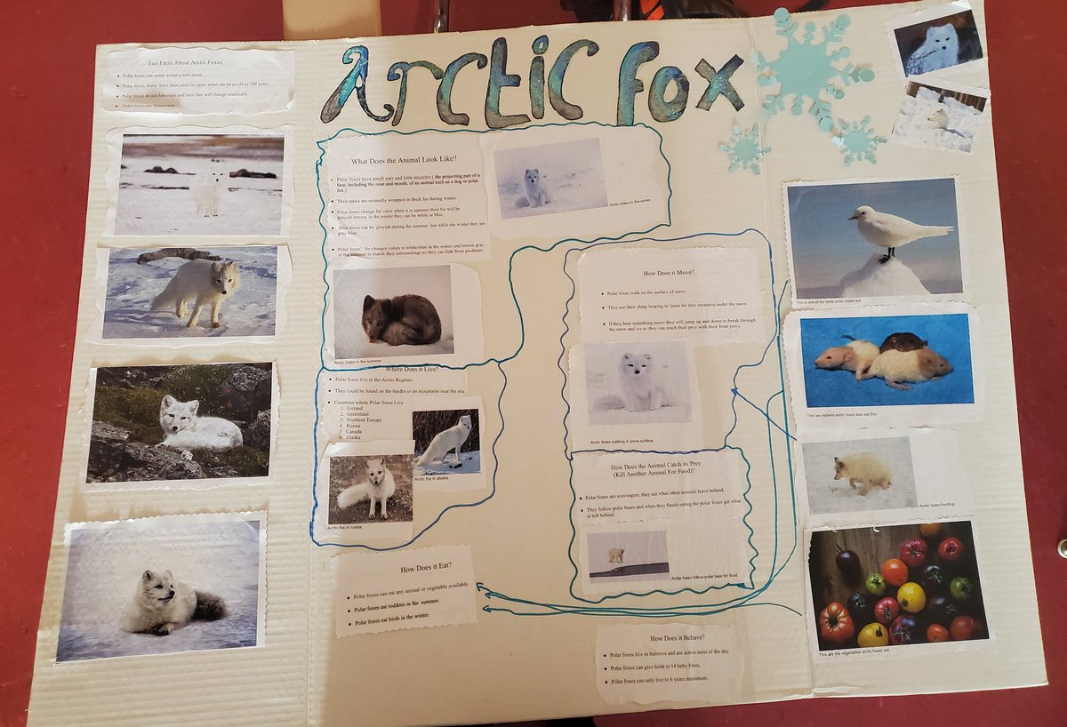 MsM_NEMS's tweet photo. So so so proud of this group of #multilinguallearners and their hard work on their animal research projects!! https://t.co/FLdTBMAodk