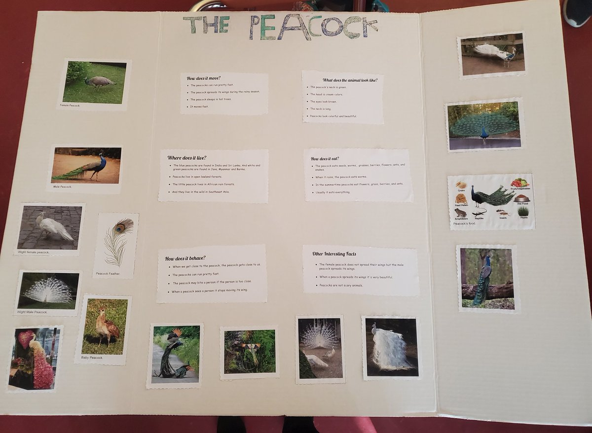 MsM_NEMS's tweet photo. So so so proud of this group of #multilinguallearners and their hard work on their animal research projects!! https://t.co/FLdTBMAodk