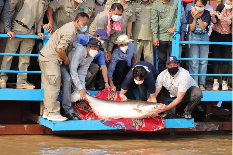 mekongwonders's tweet photo. Last Friday, we collaborated with the Inland Fisheries Research and Development Institute and others to release captive-reared #endangeredfish into the #TonleSap fish reserve. The tagged fish will provide insights on migration routes, growth, and survival: https://t.co/Mq5qCIBfg4 https://t.co/wiFqnZ6VhG