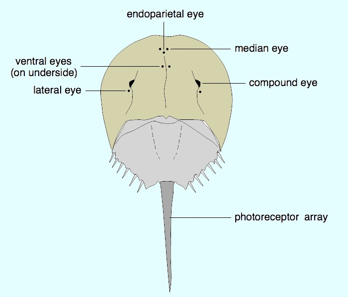 pefty's tweet photo. @PlLife2 This brings up the question: If trilobites did have ventral photoreceptors or even eyes the way some xiphosurans do, what skeletal/histological evidence would we expect to find? Have we looked? (Have we even looked in fossil xiphosurans?) https://t.co/r6Rg1dQ5gX