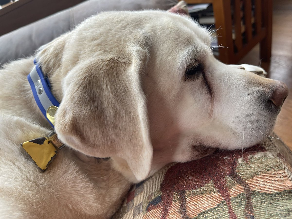 selshult's tweet photo. I support Ukraine’s animals.
Sincerely Yours, Keb
POST PHOTOS of your dogs in yellow and blue. #dogsofukraine #weloveourdogs #dogs #dogssuffering #AnimalsOfUkraine https://t.co/oqTHTkyhlN