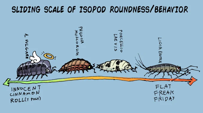 making up a new isopod theory 