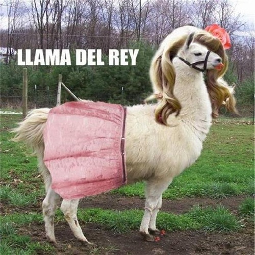 BREAKING NEWS: LLAMA DEL REY HAS JOINED THE PACK 🦙😳🥴