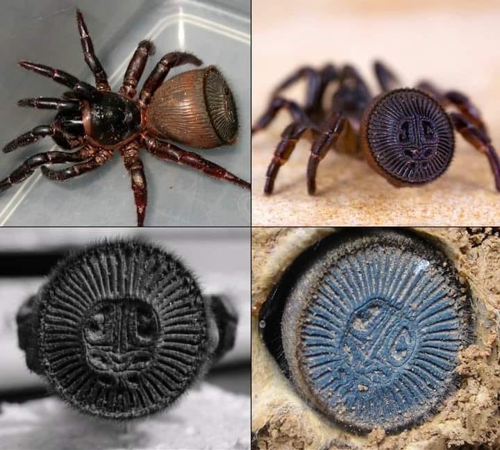 EnsedeCiencia's tweet photo. Cyclocosmia truncata es una especie de araña con una característica muy especial: su abdomen se trunca y termina precipitadamente en un disco endurecido que se ha consolidado por un sistema de costillas y de surcos. https://t.co/4iiNI8tVtL