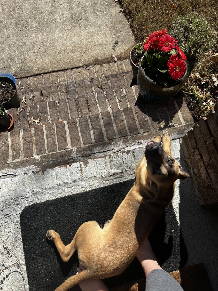 ecstaticastro's tweet photo. When your Timelord is Mercury and it ingresses Pisces and squares your Natal Mercury in Sag 6H - a stray finds you and breaks your heart because you’re in no position to give it a home
I need to find this sweet baby a home I’m losing it over here #bhamal #leedsal https://t.co/6KFtN5Tlay
