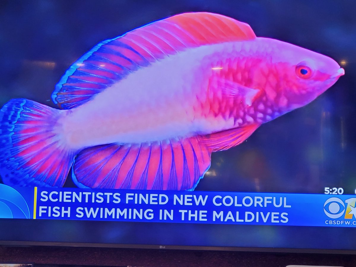 VAcepcion3's tweet photo. @cbs11doug @CBS11Karen @CBSDFW How much were the fish "fined"?... https://t.co/gWmYesGN7B