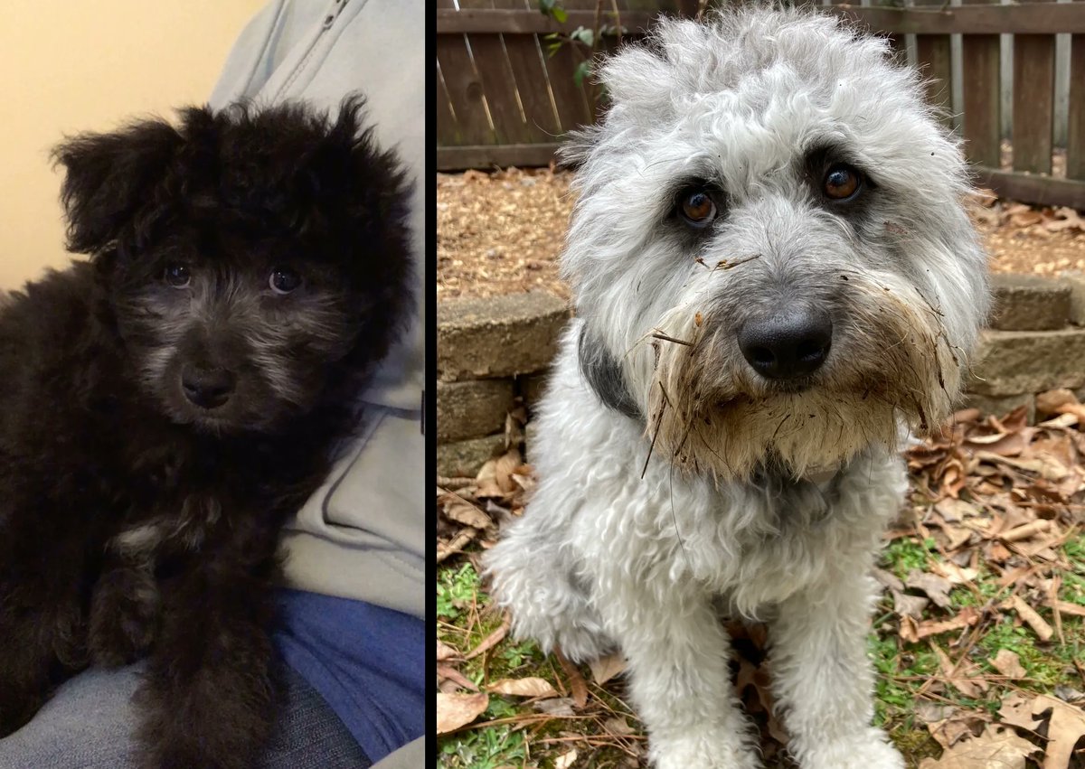 Two years ago Lindsey and I adopted our furry little best friend Remy. Which means for two years now he's been manipulating me with the perfect look.