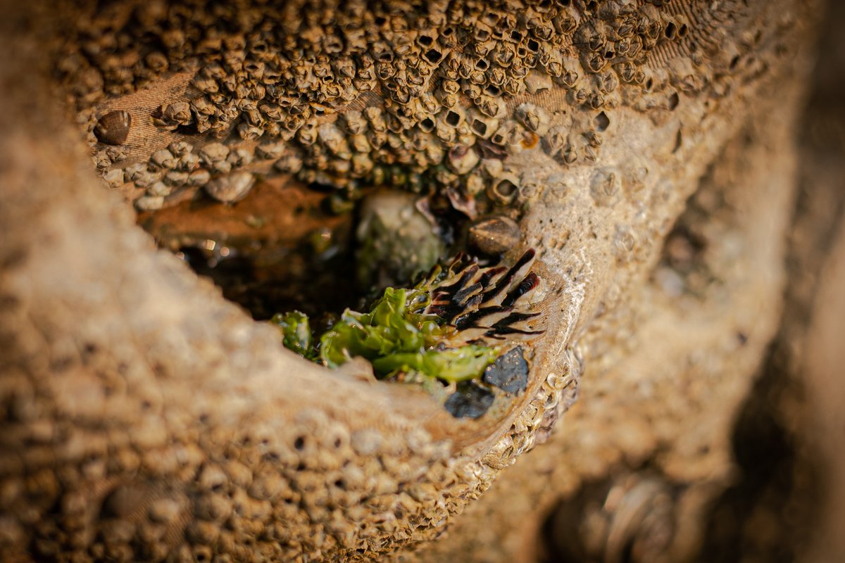 Living Seawalls - our collaboration of #art & #science -will be at the 23rd @biennalesydney opening this weekend! See our installation and many other estuarine inspired works at Pier 2/3 @WalshBaySyd biennaleofsydney.art @SydneyMarine @AlexGoad8 @unswcmsi @MQSciEng