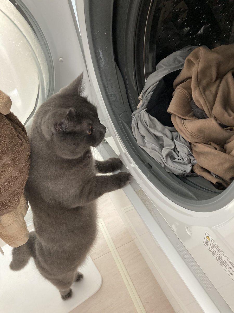 elmo0823's tweet photo. 🐈‍⬛「ママ洗濯物溜すぎじゃない？」 https://t.co/v3W8vv4g4O