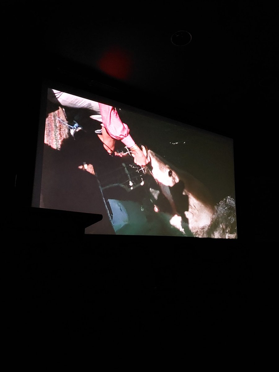 cayleighb_'s tweet photo. This project has been one of my focuses through volunteering into 2 roles changes, now helping drive it forward. An immense but rewarding collection with footage like this, where Valerie hand feeds a Great White Shark in a lovely pink blouse. Iconic.#BlueSolutionsSummit https://t.co/wPcjEDStyn