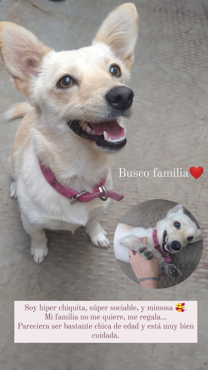 conimartinn's tweet photo. Se perdió, la encontraron, pero no la quieren... QUILMES
Busca hogar HEMBRA 1 AÑO https://t.co/2VZUBQolaF