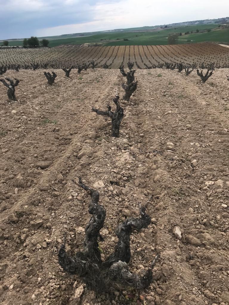 Salvueros's tweet photo. Ya vamos llegando a la finalización de la #poda de #invierno, y a su vez hemos comenzado la elaboración de una #nueva #añada
Finca el Barco 
en el Pago de Trasdelanza
Mucientes de 1985
#vinorosado #trivarietal
#clarete #docigales
#siesrosadoescigales #colorunico #rose #chinchin https://t.co/r0ihoR0bMG