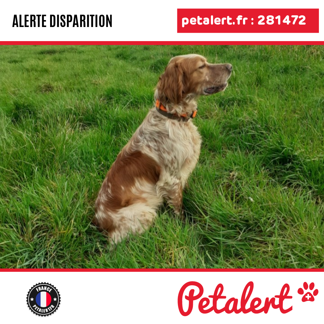 petalert_france's tweet image. Disparu #Chien #IlleEtVilaine #Lieuron #Petalert  #PetAlert35 / p3t.co/KEP5A