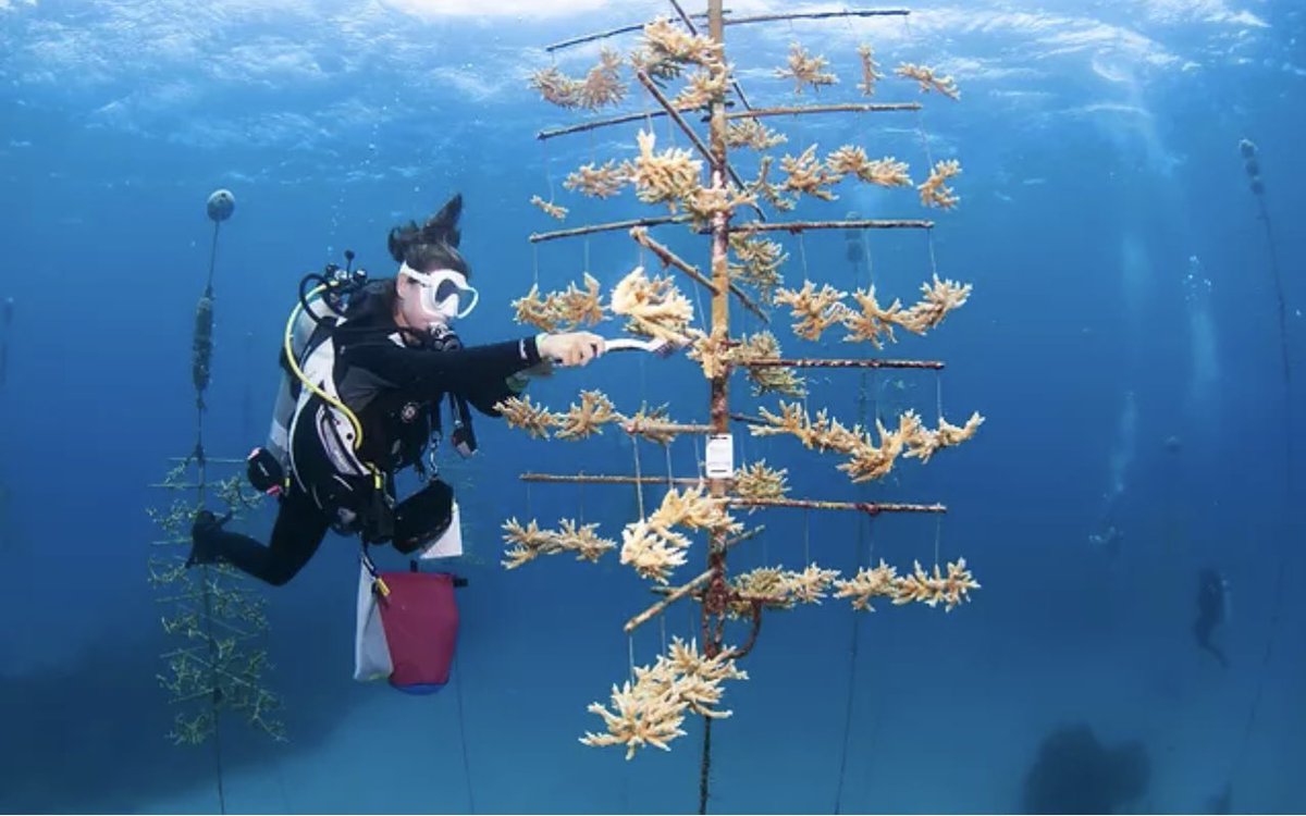 #Roatan Our coral restoration program uses an asexual reproduction technique known as fragmentation to ‘grow’ corals on tree-like structures in our nursery.

Learn more &gt;&gt; bit.ly/37aUZAU
