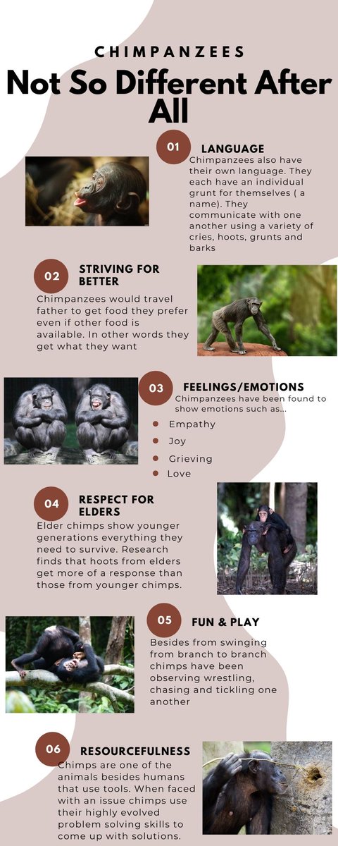 GiselleHuerta16's tweet photo. Chimpanzees are not so different from us after all, look at this infographic  made showing the similarities chimpanzees and humans share! #39canimals https://t.co/qDDTTWccLe