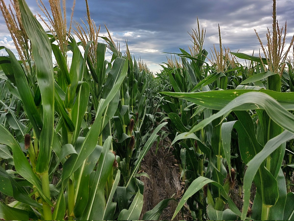 juampiriedel's tweet image. Recorrida por Aparicio-Gil, maíz de segunda, siembra variable, DK 7020 #PRO4, #ADENGO, #FIELDVIEW