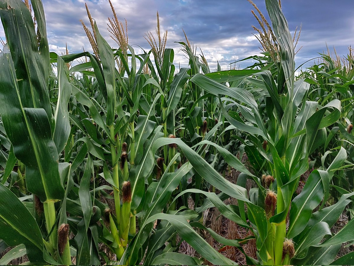 juampiriedel's tweet image. Recorrida por Aparicio-Gil, maíz de segunda, siembra variable, DK 7020 #PRO4, #ADENGO, #FIELDVIEW