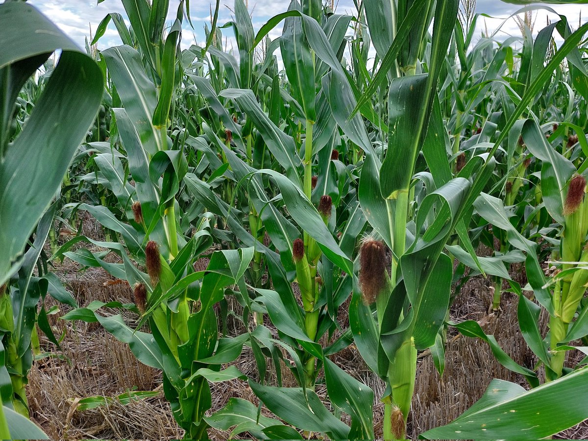 juampiriedel's tweet image. Recorrida por Aparicio-Gil, maíz de segunda, siembra variable, DK 7020 #PRO4, #ADENGO, #FIELDVIEW