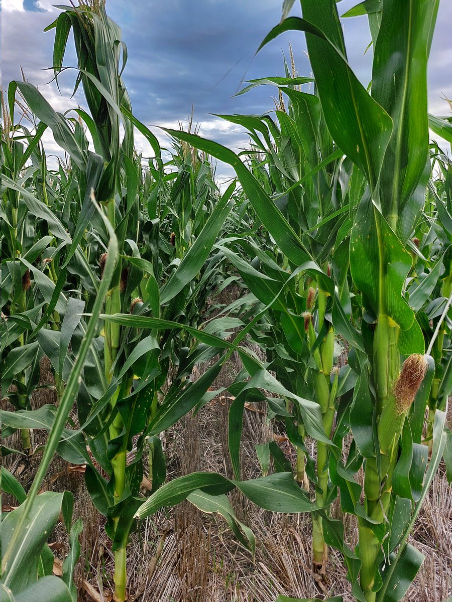 juampiriedel's tweet image. Recorrida por Aparicio-Gil, maíz de segunda, siembra variable, DK 7020 #PRO4, #ADENGO, #FIELDVIEW