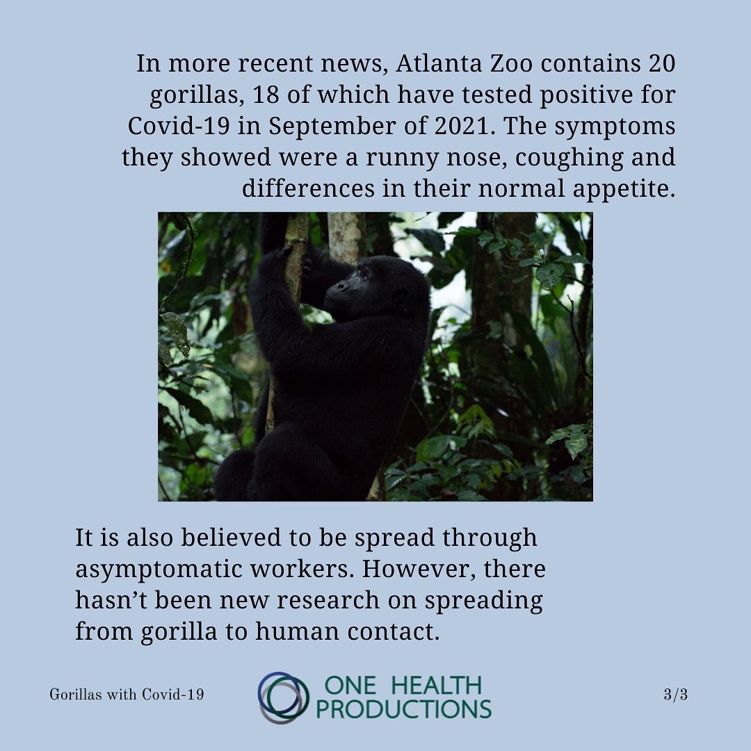 onehealthfilm's tweet photo. Did you know that #gorillas can contract #Covid19? Watch our #film https://t.co/IaifPTNBf7 @OneHealthPro 

#gorillatrekkingfilmuganda #onehealthproductions #onehealth #publichealth #coronavirus #gorilla #conservation #protectgreatapesfromdisease #primateconservation #pandemics https://t.co/Df3BsgRAj7