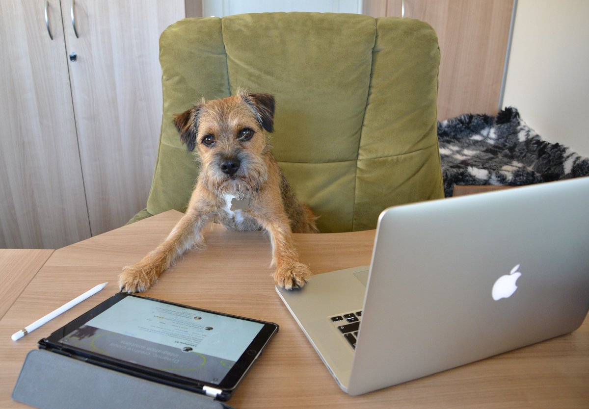 LimeOscar's tweet image. BOL! M woz in impawtent mtg wiv FD of mahoosive global company n they woz havin mic trouble their end, so while M tryin to do tech suppawt bit, I literally stuck my head right in, as only #TechBT can fix it . . . obvs! #OfficeDogs rule pals! 🙌🤣🐾#BTPosse