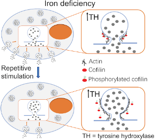 AndrewEwing11's tweet photo. Just out from the group: "Single-Vesicle Electrochemistry Following Repetitive Stimulation Reveals a Mechanism for Plasticity Changes with Iron Deficiency" @the_ewing 
https://t.co/QLChneTXea https://t.co/jRB01nMfHB