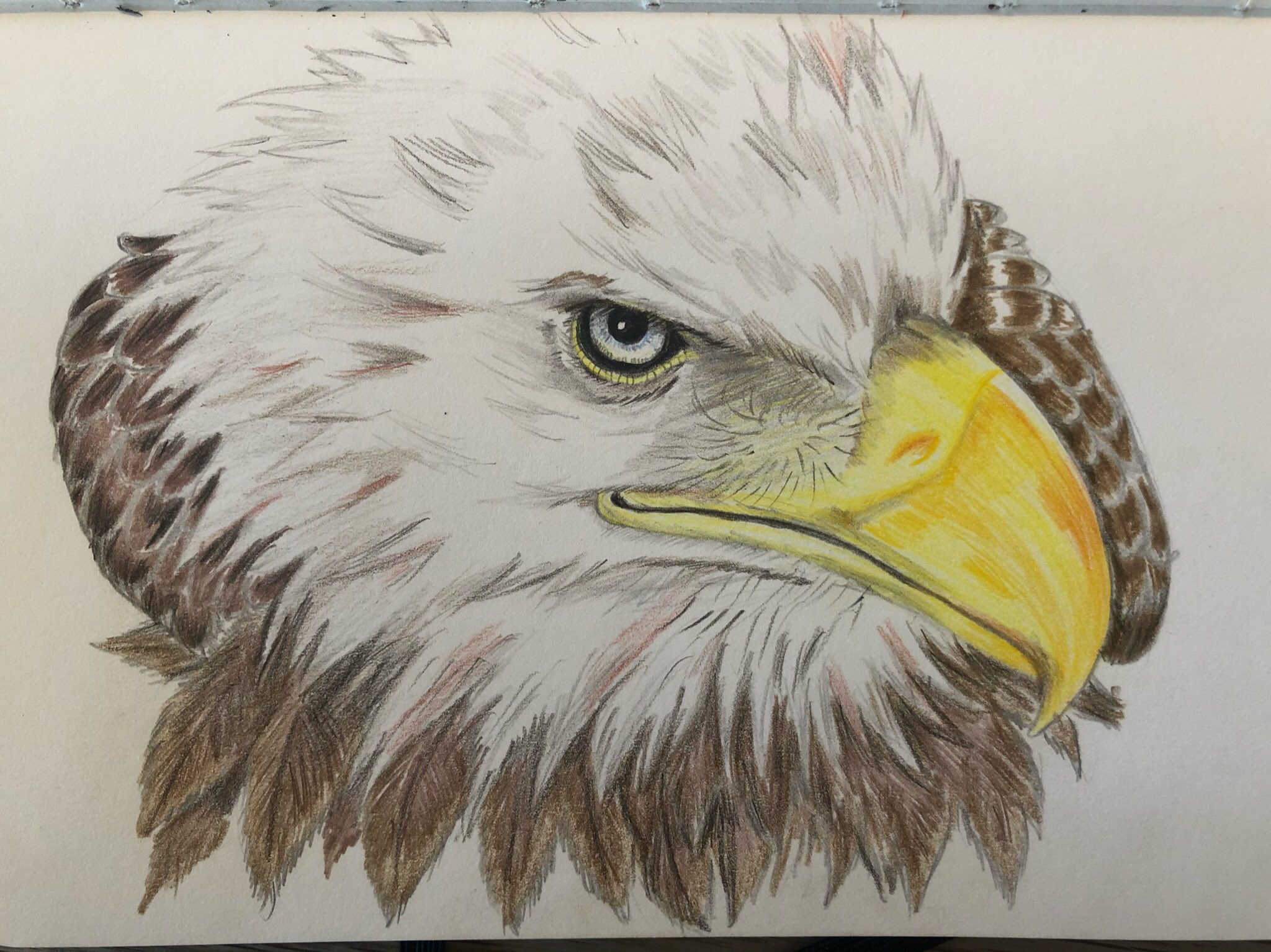 橘鶫tachibanatsugumi En Twitter おはようございます 今日は過去絵 随分前に描いたちょいワルのハクトウワシです だいぶイラストっぽい 素敵な猛禽曜日を T Co Pqdcqhpnrb Twitter 橘鶫tachibanatsugumi En Twitter おはようございます 今日は過去絵 随分前に描いたちょいワルのハクトウワシです だいぶイラストっぽい 素敵な猛禽曜日を T Co Pqdcqhpnrb Twitter