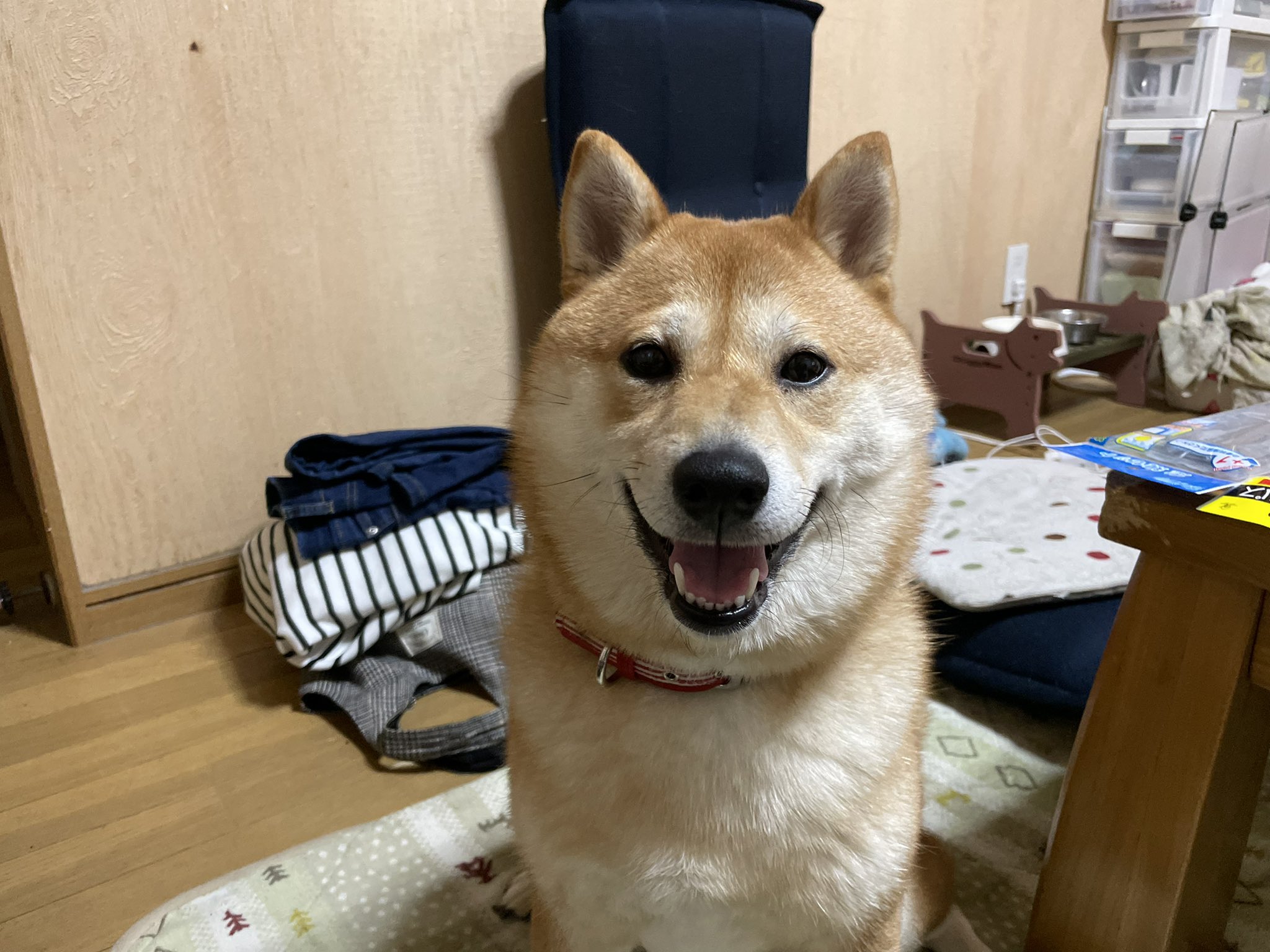 柴犬まる 笑顔すぎて目開かれへんかったんかな 犬 柴犬 豆しば 犬好きな人と繋がりたい 柴犬好きな人と繋がりたい うちの子が可愛すぎる T Co Zusc0qrljq Twitter
