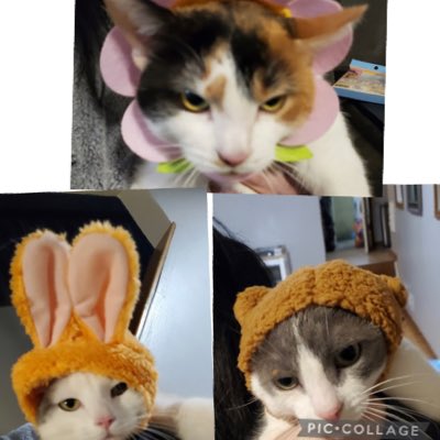 PurrfectPaws4's tweet photo. #NewProfilePic https://t.co/xt9ufCM1uu