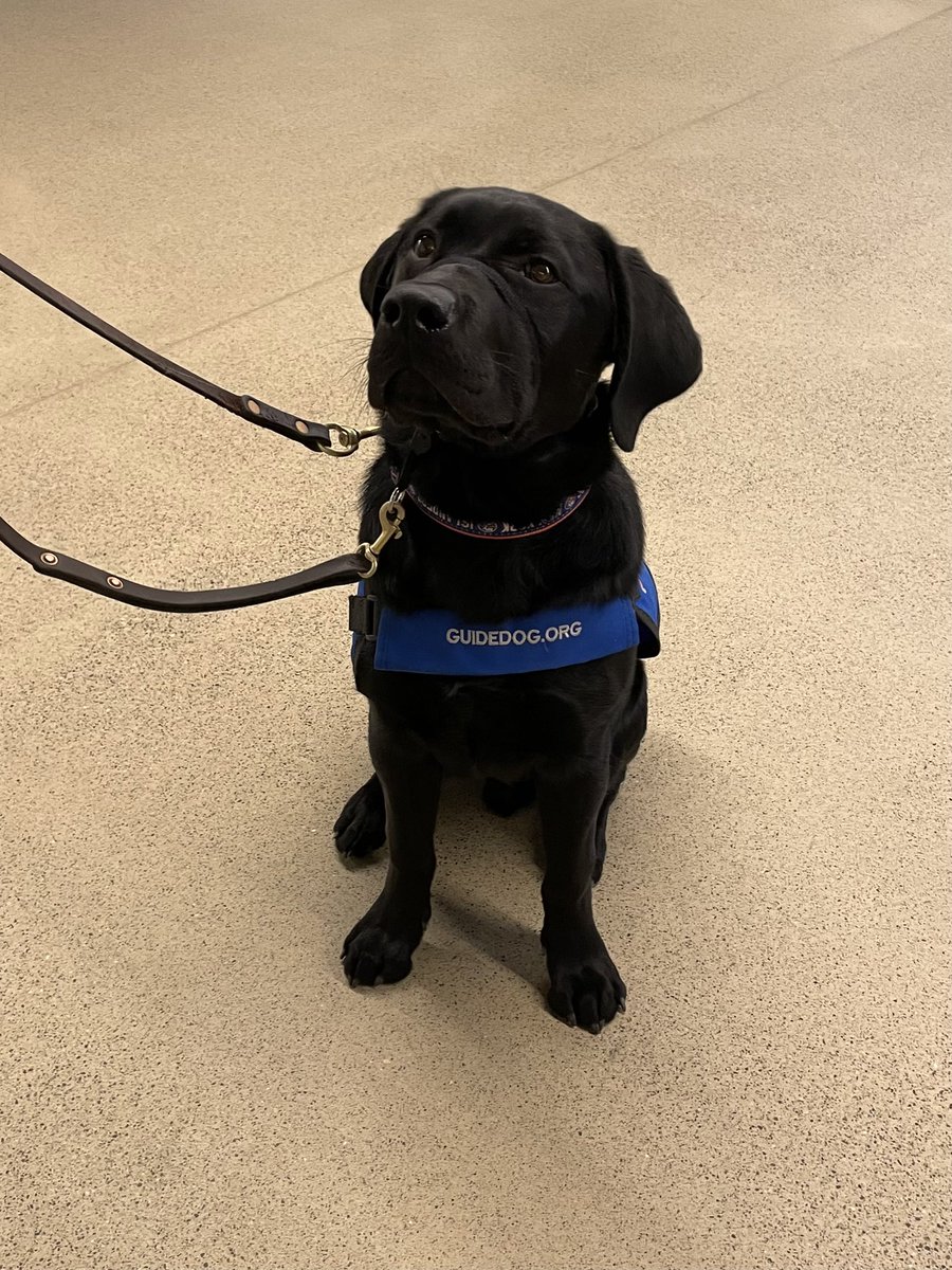 Deborah512's tweet photo. Monte is the best boy! Let’s go Islanders! #Isles #guidedog https://t.co/k2ajd9IIaQ