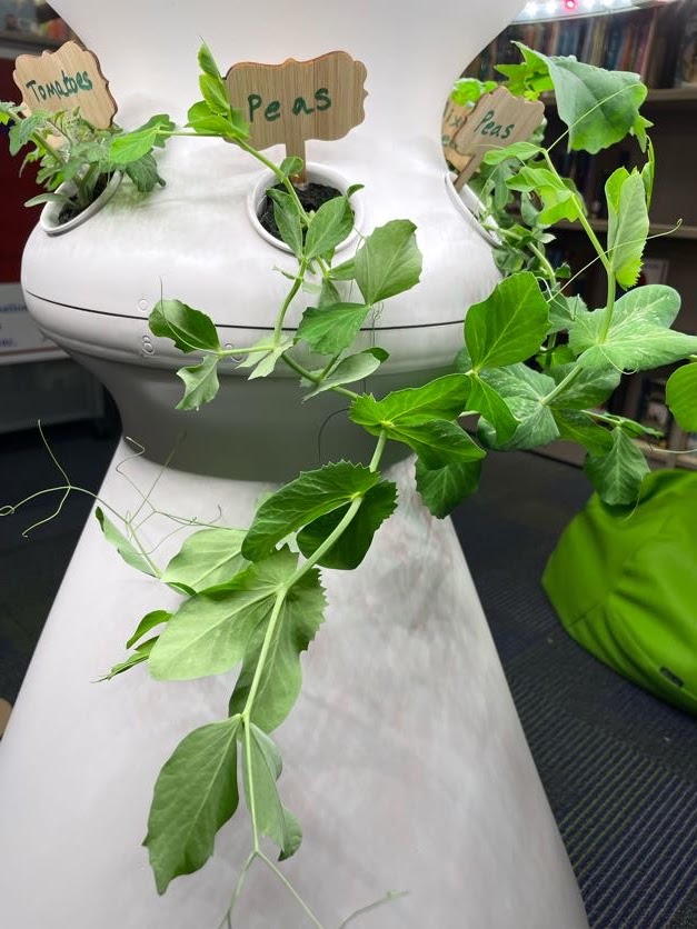 sakraal's tweet photo. Hey #RISDGreatness check out Northrich Elementary's new hydroponics garden in our library! #LibrariesinRISD #Proud2beNRE #NREgrowsmindsandplants #lettucegrow https://t.co/Y3Xa0hK9iw