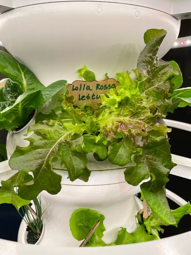 sakraal's tweet photo. Hey #RISDGreatness check out Northrich Elementary's new hydroponics garden in our library! #LibrariesinRISD #Proud2beNRE #NREgrowsmindsandplants #lettucegrow https://t.co/Y3Xa0hK9iw