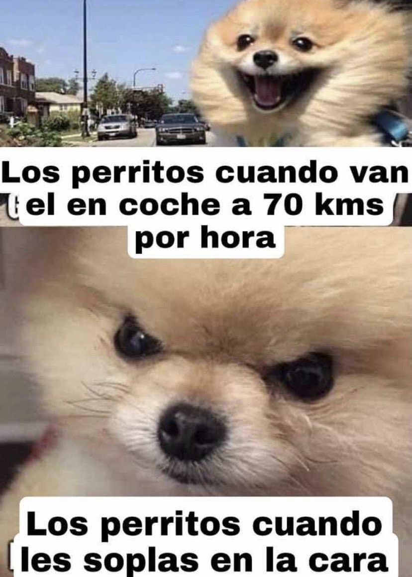 Perritos que curan tu depresión 🐶 (@perritos_qctd) on Twitter photo 