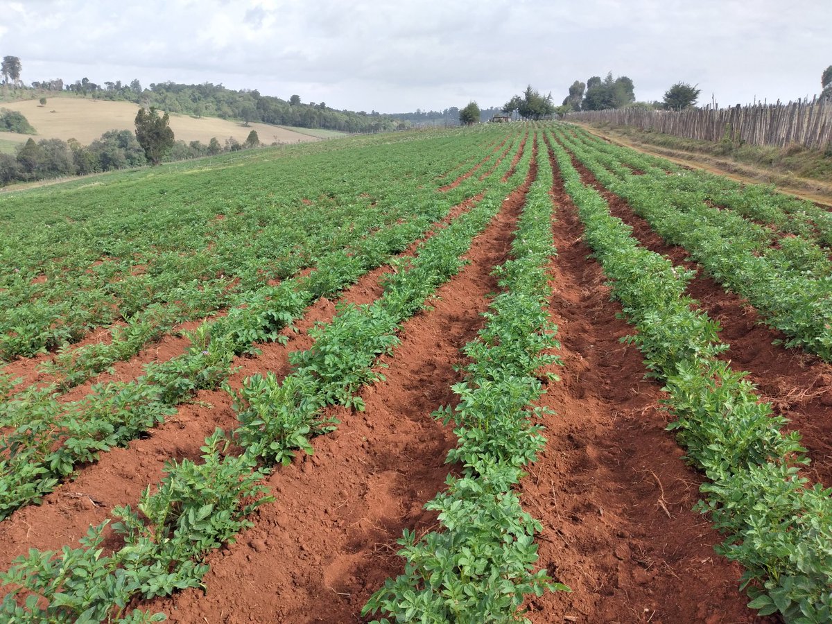 cegoiagri's tweet photo. Good morning.
I agree the next Billionaires will be farmers.
And I will be one!!.

Farming is the most exciting and fulfilling Employment for the Youths.

Let's get to it.
#MboleaNiYara
#Twendeshambani
#Farmclinics https://t.co/DsYCYGLAsB
