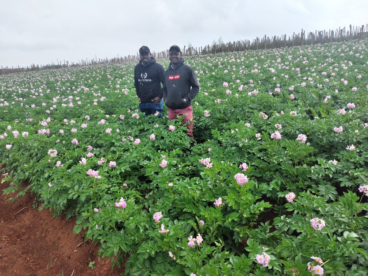cegoiagri's tweet photo. Good morning.
I agree the next Billionaires will be farmers.
And I will be one!!.

Farming is the most exciting and fulfilling Employment for the Youths.

Let's get to it.
#MboleaNiYara
#Twendeshambani
#Farmclinics https://t.co/DsYCYGLAsB